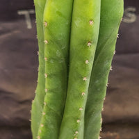 #EC177 EXACT Trichocereus Hybrid Pachanoi Decosta X Scopulicola Slimer Cactus Plant 16.5"