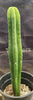 #EC177 EXACT Trichocereus Hybrid Pachanoi Decosta X Scopulicola Slimer Cactus Plant 16.5"