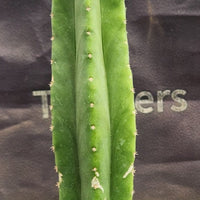 #EC177 EXACT Trichocereus Hybrid Pachanoi Decosta X Scopulicola Slimer Cactus Plant 16.5"