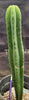 #EC177 EXACT Trichocereus Hybrid Pachanoi Decosta X Scopulicola Slimer Cactus Plant 16.5"