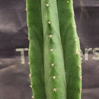 #EC177 EXACT Trichocereus Hybrid Pachanoi Decosta X Scopulicola Slimer Cactus Plant 16.5"