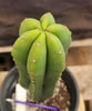 #EC177 EXACT Trichocereus Hybrid Pachanoi Decosta X Scopulicola Slimer Cactus Plant 16.5"