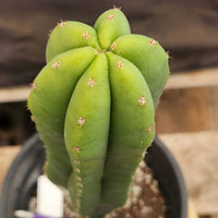 #EC177 EXACT Trichocereus Hybrid Pachanoi Decosta X Scopulicola Slimer Cactus Plant 16.5"