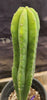 #EC177 EXACT Trichocereus Hybrid Pachanoi Decosta X Scopulicola Slimer Cactus Plant 16.5"