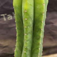 #EC177 EXACT Trichocereus Hybrid Pachanoi Decosta X Scopulicola Slimer Cactus Plant 16.5"