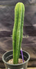 #EC177 EXACT Trichocereus Hybrid Pachanoi Decosta X Scopulicola Slimer Cactus Plant 16.5"