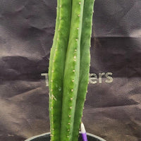 #EC177 EXACT Trichocereus Hybrid Pachanoi Decosta X Scopulicola Slimer Cactus Plant 16.5"