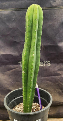 #EC177 EXACT Trichocereus Hybrid Pachanoi Decosta X Scopulicola Slimer Cactus Plant 16.5