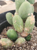 #EC18 EXACT Trichocereus Bridgesii Monstrose TBM Ornamental Cactus Plant