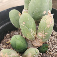 #EC18 EXACT Trichocereus Bridgesii Monstrose TBM Ornamental Cactus Plant