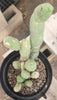 #EC18 EXACT Trichocereus Bridgesii Monstrose TBM Ornamental Cactus Plant