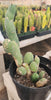 #EC18 EXACT Trichocereus Bridgesii Monstrose TBM Ornamental Cactus Plant