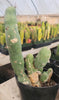 #EC18 EXACT Trichocereus Bridgesii Monstrose TBM Ornamental Cactus Plant