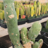 #EC18 EXACT Trichocereus Bridgesii Monstrose TBM Ornamental Cactus Plant