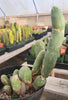 #EC18 EXACT Trichocereus Bridgesii Monstrose TBM Ornamental Cactus Plant