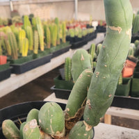 #EC18 EXACT Trichocereus Bridgesii Monstrose TBM Ornamental Cactus Plant