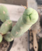 #EC18 EXACT Trichocereus Bridgesii Monstrose TBM Ornamental Cactus Plant