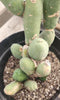 #EC18 EXACT Trichocereus Bridgesii Monstrose TBM Ornamental Cactus Plant