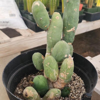 #EC18 EXACT Trichocereus Bridgesii Monstrose TBM Ornamental Cactus Plant