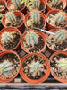 #EC183 EXACT Browningia Hertlingiana Ornamental Cactus Plant