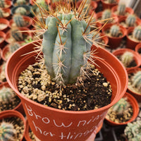 #EC183 EXACT Browningia Hertlingiana Ornamental Cactus Plant