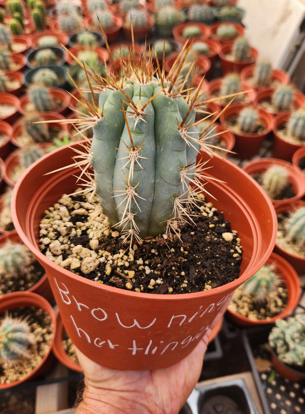 #EC183 EXACT Browningia Hertlingiana Ornamental Cactus Plant