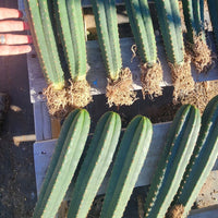 #EC185 EXACT Trichocereus BARGAIN SPECIAL Cactus Plant Bare Root or Potted Specimens