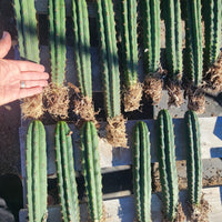 #EC185 EXACT Trichocereus BARGAIN SPECIAL Cactus Plant Bare Root or Potted Specimens