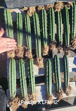 #EC185 EXACT Trichocereus BARGAIN SPECIAL Cactus Plant Bare Root or Potted Specimens