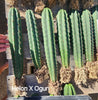 #EC185 EXACT Trichocereus BARGAIN SPECIAL Cactus Plant Bare Root or Potted Specimens