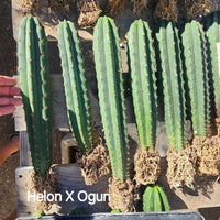 #EC185 EXACT Trichocereus BARGAIN SPECIAL Cactus Plant Bare Root or Potted Specimens