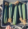 #EC185 EXACT Trichocereus BARGAIN SPECIAL Cactus Plant Bare Root or Potted Specimens