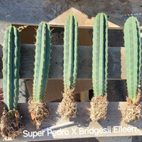 #EC185 EXACT Trichocereus BARGAIN SPECIAL Cactus Plant Bare Root or Potted Specimens