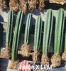 #EC185 EXACT Trichocereus BARGAIN SPECIAL Cactus Plant Bare Root or Potted Specimens