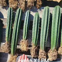 #EC185 EXACT Trichocereus BARGAIN SPECIAL Cactus Plant Bare Root or Potted Specimens