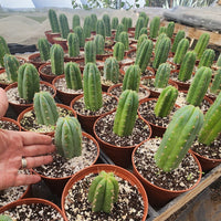 #EC185 EXACT Trichocereus BARGAIN SPECIAL Cactus Plant Bare Root or Potted Specimens