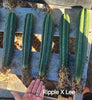 #EC185 EXACT Trichocereus BARGAIN SPECIAL Cactus Plant Bare Root or Potted Specimens