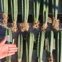 #EC185 EXACT Trichocereus BARGAIN SPECIAL Cactus Plant Bare Root or Potted Specimens