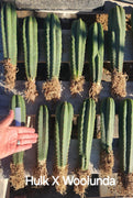 #EC185 EXACT Trichocereus BARGAIN SPECIAL Cactus Plant Bare Root or Potted Specimens