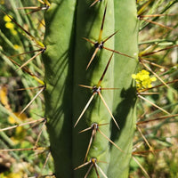 #EC19 EXACT Trichocereus Bridgesii "Eileen" Cactus Cutting Approx 8-10”