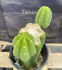 #EC193 EXACT Trichocereus Pachanoi Cactus Plant With Pups