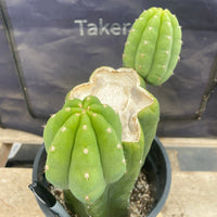 #EC193 EXACT Trichocereus Pachanoi Cactus Plant With Pups