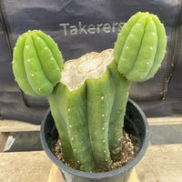 #EC193 EXACT Trichocereus Pachanoi Cactus Plant With Pups