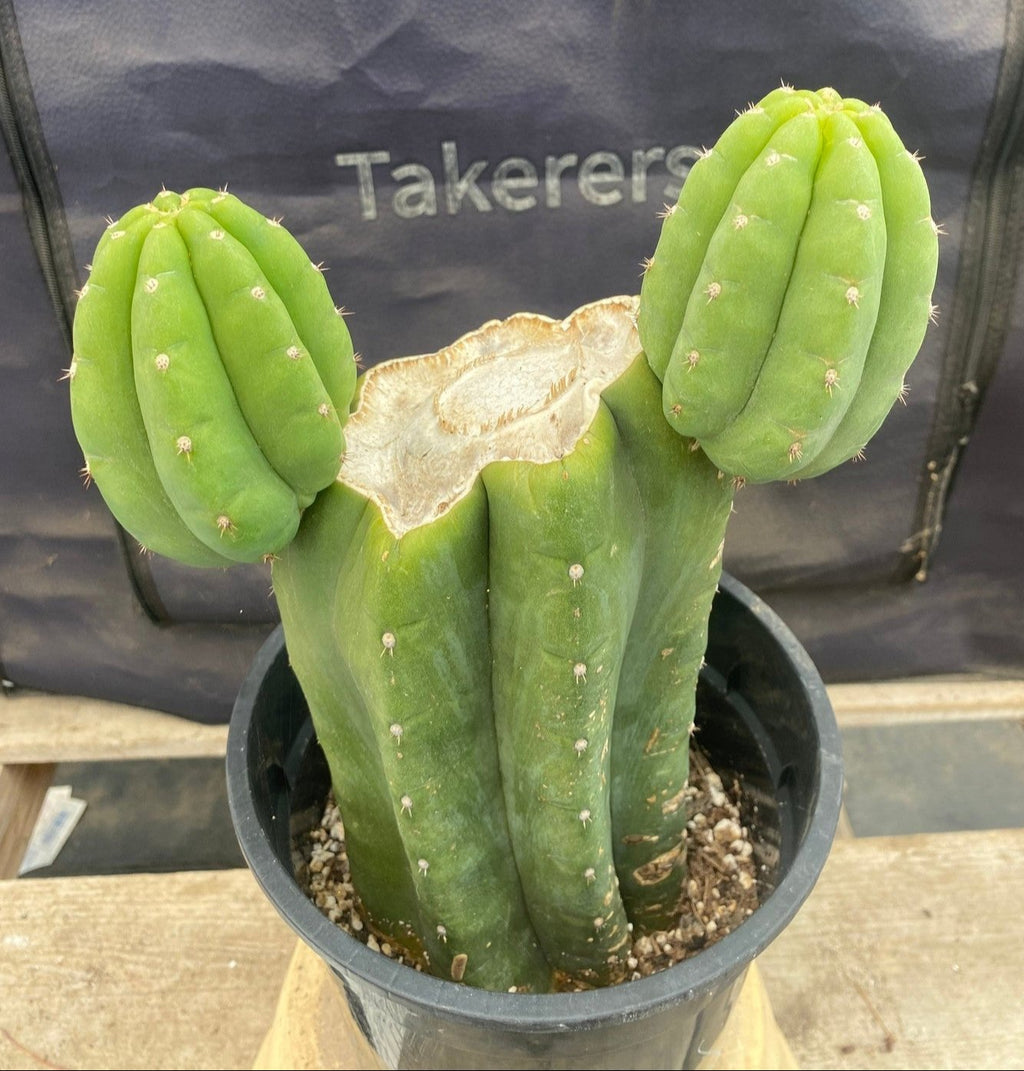 #EC193 EXACT Trichocereus Pachanoi Cactus Plant With Pups