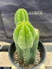 #EC193 EXACT Trichocereus Pachanoi Cactus Plant With Pups