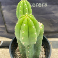 #EC193 EXACT Trichocereus Pachanoi Cactus Plant With Pups