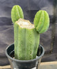 #EC193 EXACT Trichocereus Pachanoi Cactus Plant With Pups