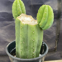 #EC193 EXACT Trichocereus Pachanoi Cactus Plant With Pups