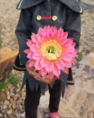 #EC194 EXACT Trichocereus Grandiflorus "Flying Saucer" Ornamental Cactus Plant Cuttings 6-8”