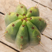 #EC196 EXACT trichocereus Peruvianus "Rancho" Ornamental Cactus Cuttings and Potted